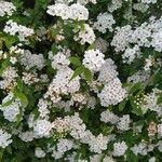 Spiraea × vanhouttei Õis