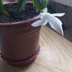 Schlumbergera truncataFolha