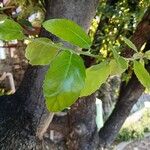 Quercus agrifolia Hoja