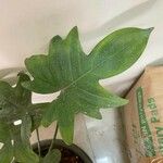 Philodendron panduriforme Folio