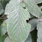 Rubus imperialis Leaf