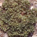 Polycarpon polycarpoides Mosusu