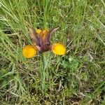 Iris spuria Blüte