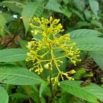 Psychotria grandis Fiore