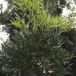 Podocarpus falcatus Natur