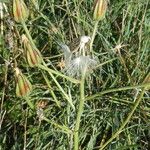 Podospermum laciniatum Плод