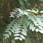 Robinia viscosa पत्ता