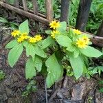 Melampodium divaricatum Flower