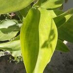 Costus spicatus Fuelha