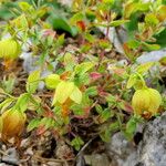 Hypericum cerastoides Blodyn