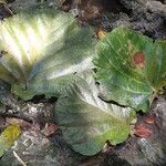 Coccoloba pubescens 葉