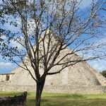 Cordia dodecandra Habitatea