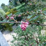 Neillia affinis Fleur