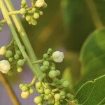 Khaya anthotheca Floro