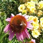 Echinacea purpureaBlomst