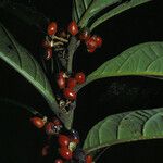 Cordia fanchoniae Fruit