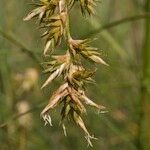 Carex pseudobrizoides Fruit