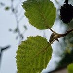 Alnus incana Fulla