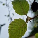 Alnus incana पत्ता