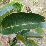 Arytera collina Leaf
