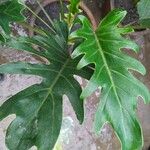 Philodendron xanaduList