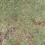 Zoysia matrella 整株植物