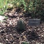 Euphorbia obesa Листок