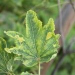 Dombeya acutangula Leaf