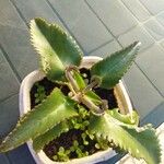 Kalanchoe daigremontiana ᱥᱟᱠᱟᱢ