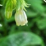 Symphytum asperum Flower