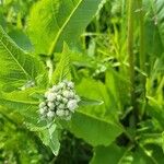 Parthenium integrifolium Lehti