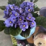 Streptocarpus ionanthus Квітка