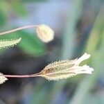 Gypsophila pilosa Blüte