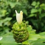 Costus afer പുഷ്പം