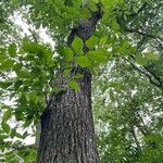 Ulmus americana Blatt