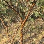 Vachellia exuvialis Tervik taim