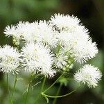 Thalictrum aquilegiifolium Flower