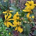 Rudbeckia nitida Habit