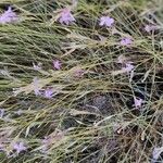 Dianthus lusitanus Habit