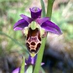Ophrys scolopax Fula