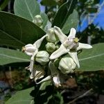 Calotropis gigantea 花