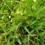 Cerastium diffusum Flower