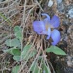 Crocus carpetanus Blüte