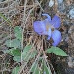 Crocus carpetanus Flor