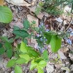 Scutellaria alabamensis Кветка