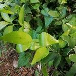 Ruscus hypophyllum Blatt