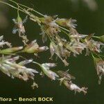 Festuca altissima Frukt