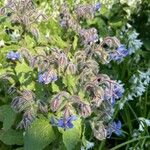 Borago officinalisFlor