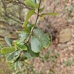 Cercocarpus montanus Foglia