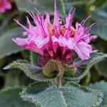 Monarda didyma Flower